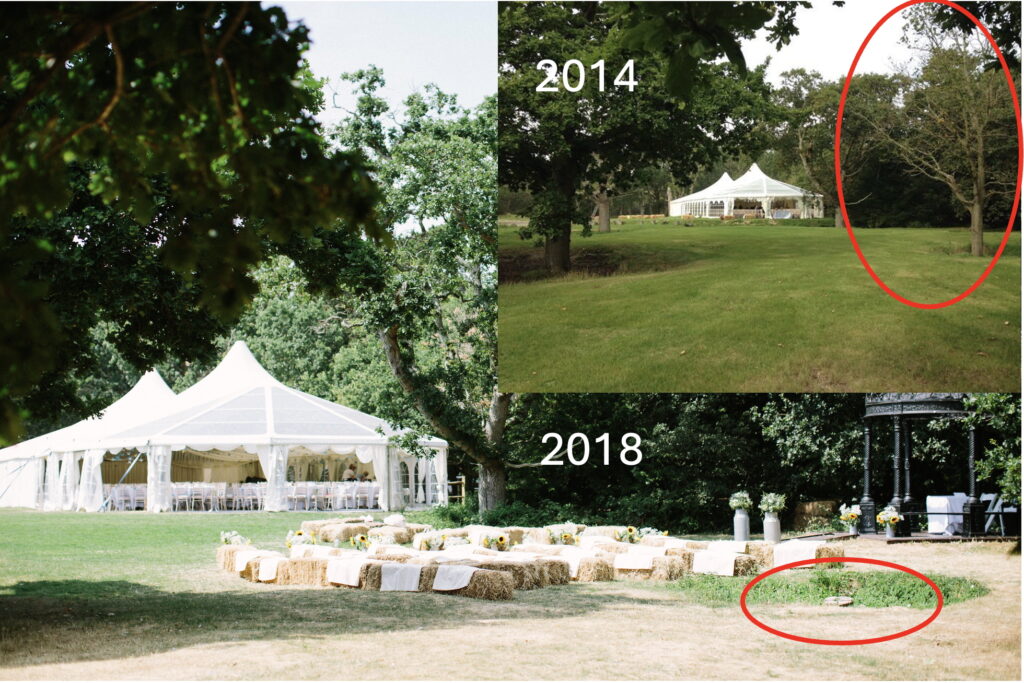 Tournerbury Tree 1 removed