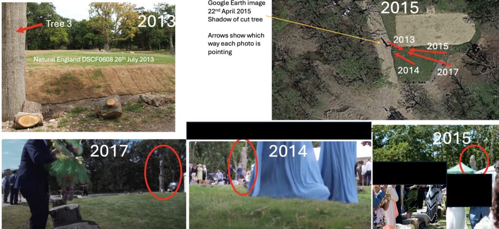 Tournerbury Tree 3 removed