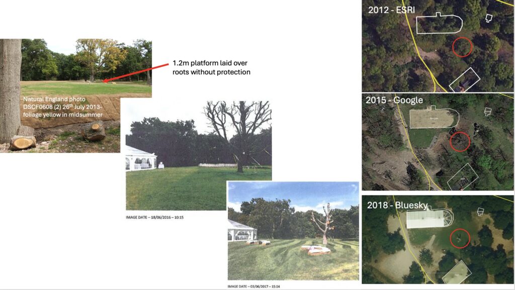 Tournerbury Tree 4 removed